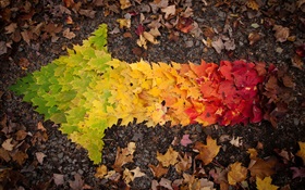 Creative-Bilder, Blätter Herbst Pfeil HD Hintergrundbilder