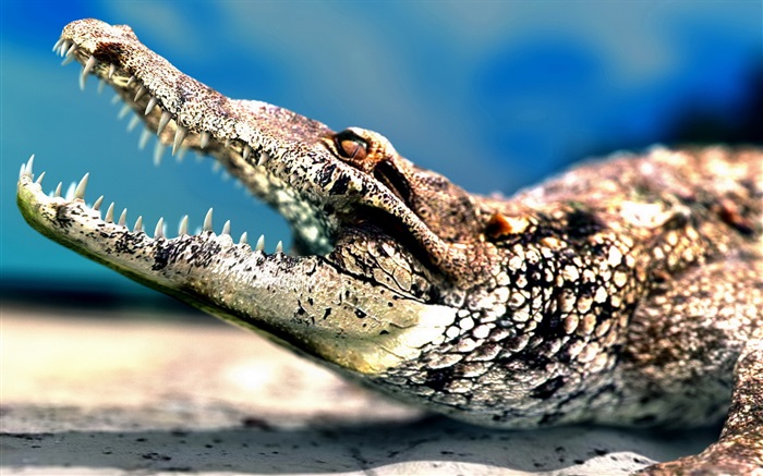 Krokodil großen Mund Hintergrundbilder Bilder