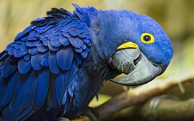 Neugierig blauer Papagei