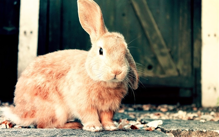 Nettes braunes Kaninchen Hintergrundbilder Bilder