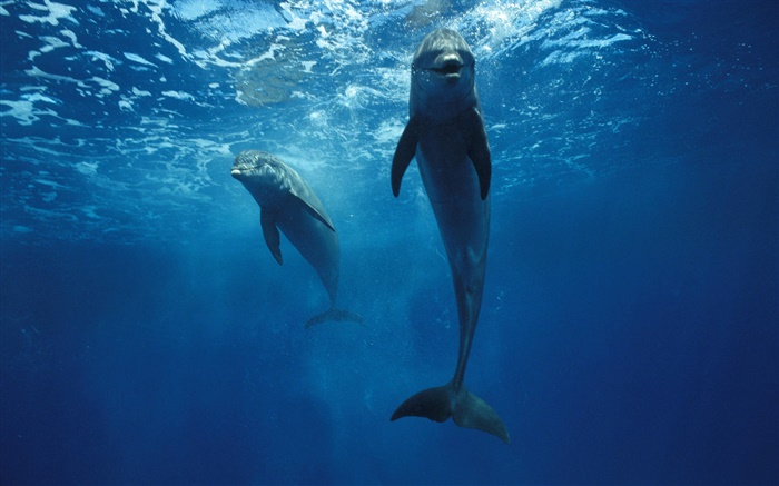 Delfine an der Unterwasser- Hintergrundbilder Bilder