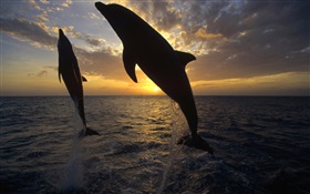 Delphine springen aus dem Wasser, Sonnenuntergang