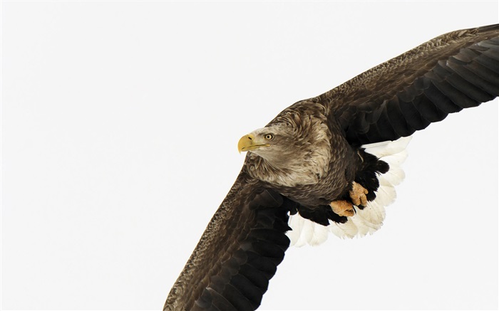 Adler Flügel Hintergrundbilder Bilder