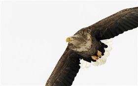 Adler Flügel HD Hintergrundbilder