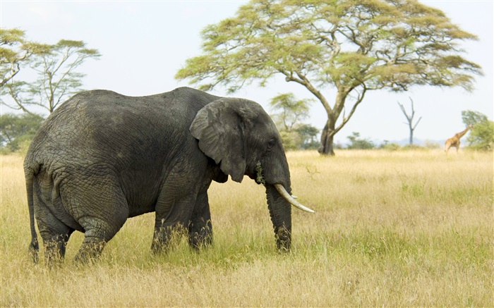 Elefant, Gras, Bäume Hintergrundbilder Bilder