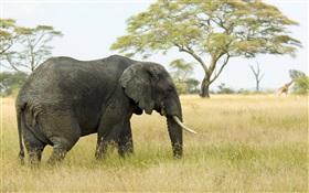 Elefant, Gras, Bäume HD Hintergrundbilder