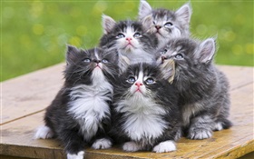 fünf Kätzchen HD Hintergrundbilder