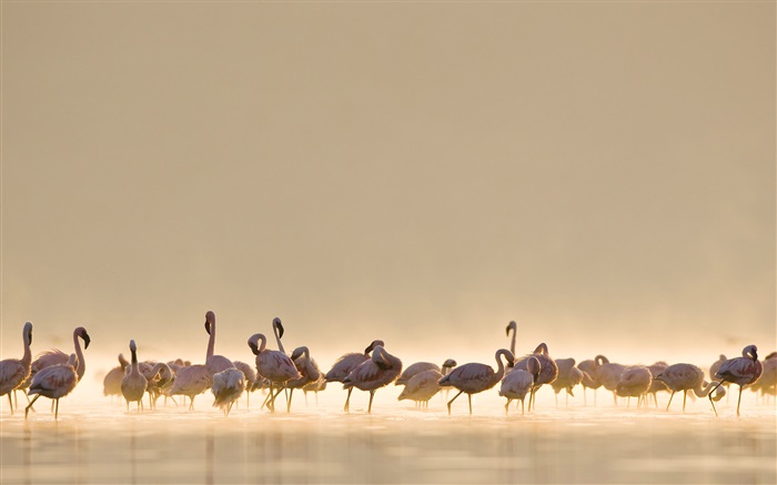 Flamingos, See Hintergrundbilder Bilder