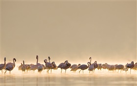 Flamingos, See HD Hintergrundbilder