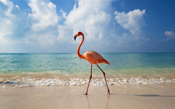 Flamingos spazieren am Strand Hintergrundbilder Bilder