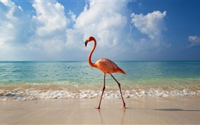Flamingos spazieren am Strand