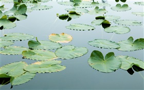 Schwimmenden Blätter im Wasser HD Hintergrundbilder