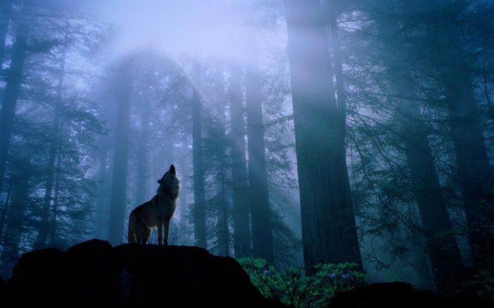 Wald Wolf Hintergrundbilder Bilder