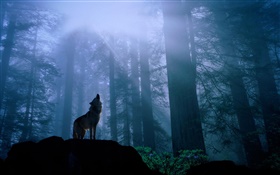 Wald Wolf HD Hintergrundbilder