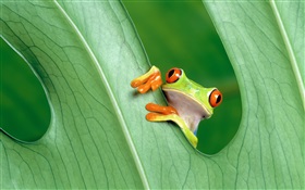Frosch, Blatt HD Hintergrundbilder