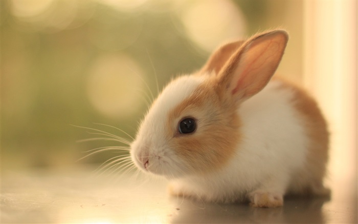 Furry Kaninchenjunges Hintergrundbilder Bilder