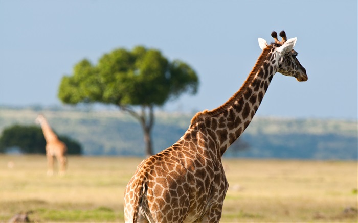 Giraffen, Afrika Tierwelt Hintergrundbilder Bilder