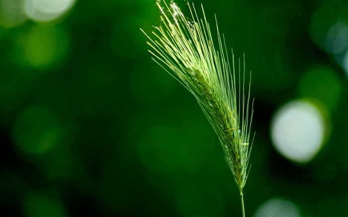 Gras close-up, grüne Borstenhirse Hintergrundbilder Bilder