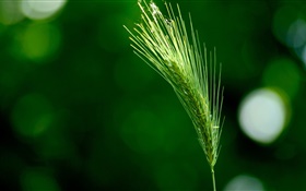 Gras close-up, grüne Borstenhirse