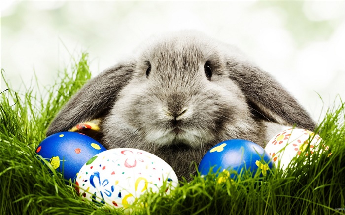Graue Kaninchen und Eier Hintergrundbilder Bilder