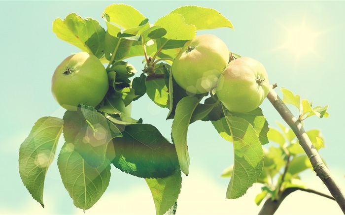 Grüne Apfelbaum Hintergrundbilder Bilder