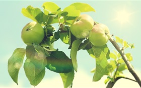Grüne Apfelbaum HD Hintergrundbilder