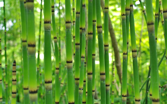 Grüner Bambus, Feder Hintergrundbilder Bilder