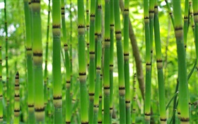 Grüner Bambus, Feder HD Hintergrundbilder
