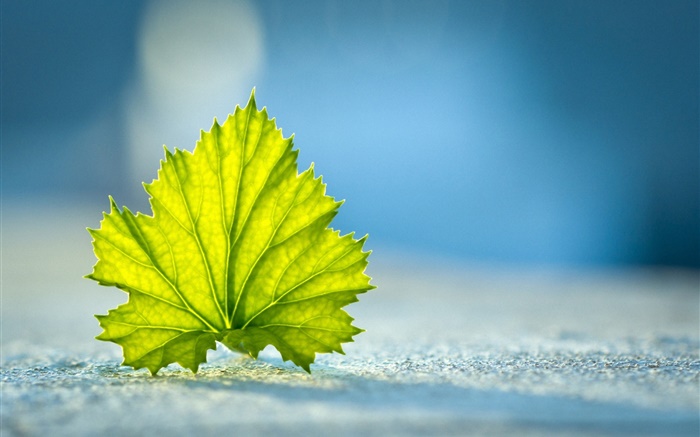 Green leaf close-up, Boden Hintergrundbilder Bilder