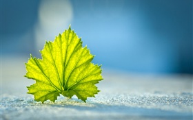 Green leaf close-up, Boden HD Hintergrundbilder