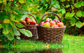 Ernte Äpfel