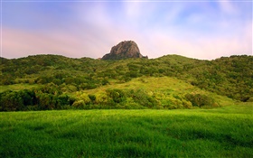 Hillside, grün, Feld HD Hintergrundbilder