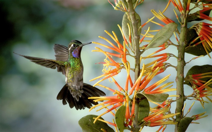 Hummingbird sammeln Nektar Hintergrundbilder Bilder