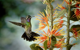 Hummingbird sammeln Nektar HD Hintergrundbilder