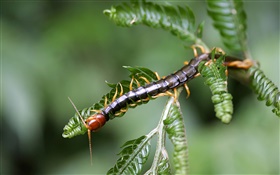 Insekt close-up, Tausendfüßler HD Hintergrundbilder