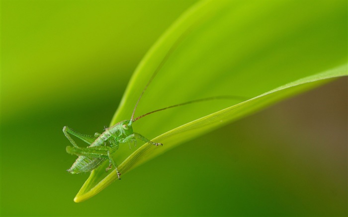 Insekt close-up, grüne Heuschrecke Hintergrundbilder Bilder