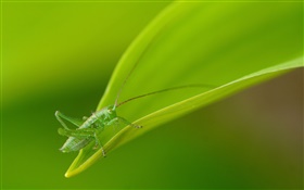 Insekt close-up, grüne Heuschrecke HD Hintergrundbilder