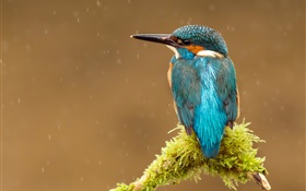 Eisvogel, regen, Baumzweig HD Hintergrundbilder