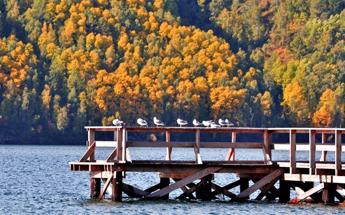 Baikalsee, Russland, Pier, Vögel, Bäume Hintergrundbilder Bilder