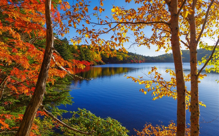 See, Bäume, Wald, blauer Himmel, Herbst Hintergrundbilder Bilder