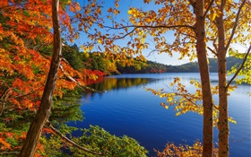 See, Bäume, Wald, blauer Himmel, Herbst HD Hintergrundbilder