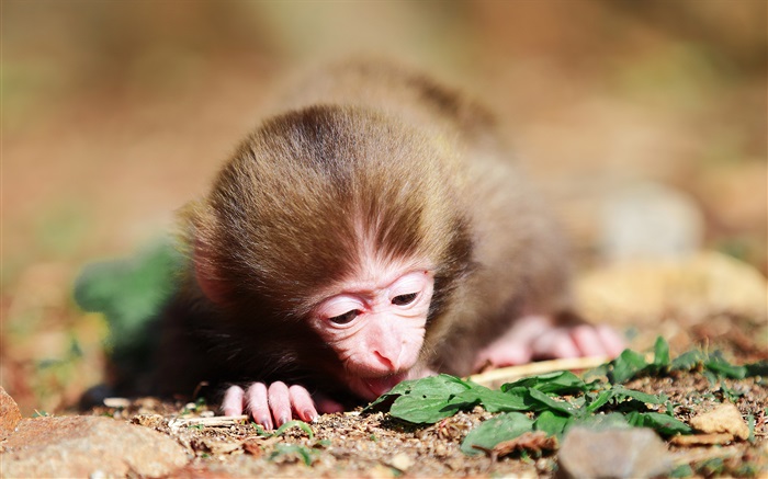 Kleiner Affe Hintergrundbilder Bilder