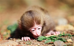 Kleiner Affe HD Hintergrundbilder