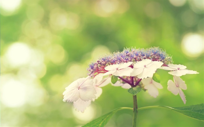 Kleine weiße Blumen, grünen Hintergrund Hintergrundbilder Bilder