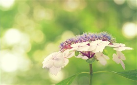 Kleine weiße Blumen, grünen Hintergrund HD Hintergrundbilder