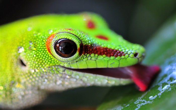 Lizard Kopf close-up Hintergrundbilder Bilder