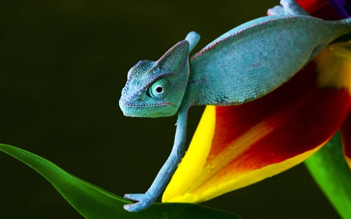 Lizard auf Blume Hintergrundbilder Bilder