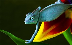 Lizard auf Blume HD Hintergrundbilder