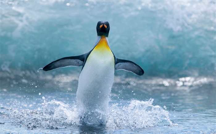 Einsame Antarktis Pinguin- Hintergrundbilder Bilder