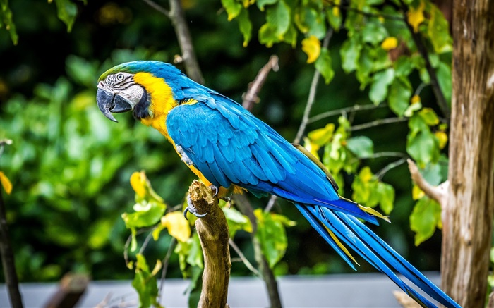 Schöne blaue Feder Papagei Hintergrundbilder Bilder